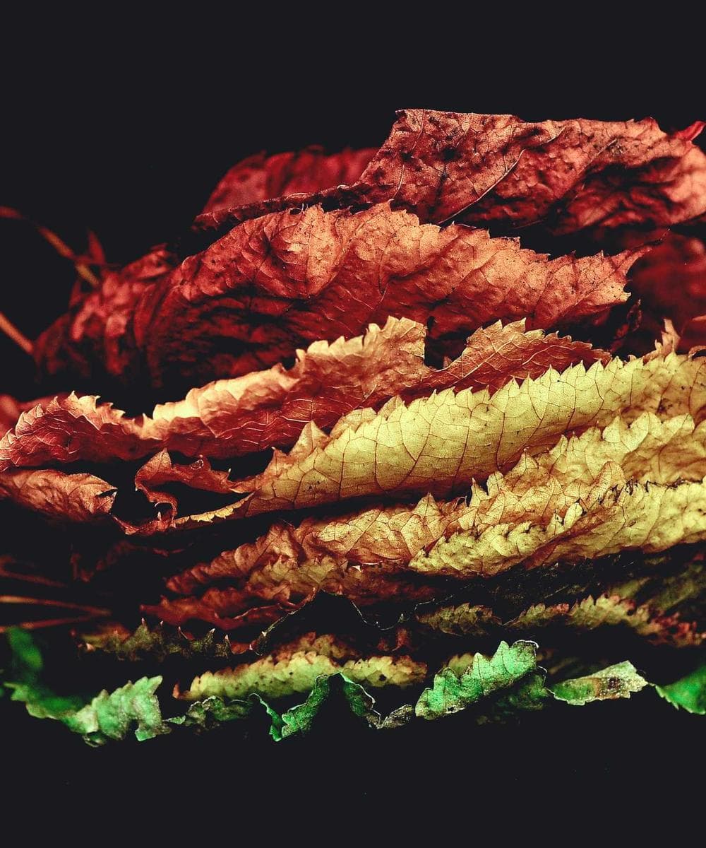 Hermès Kelly Sellier 25 Craie Epsom Electrum Hardware